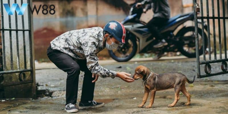 Mơ thấy hình ảnh kẻ trộm chó, mèo