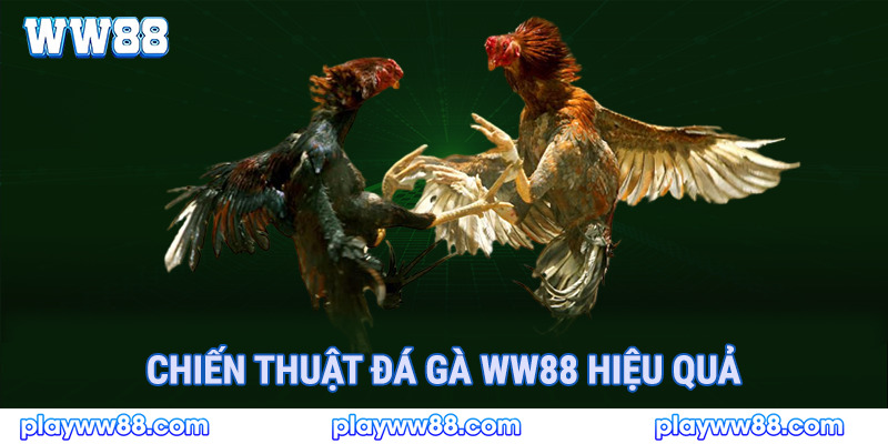 Chiến thuật đá gà ww88 hiệu quả