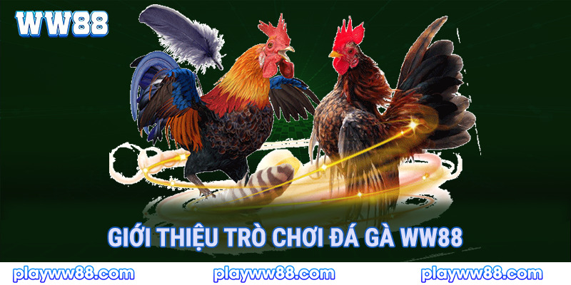 Giới thiệu trò chơi đá gà ww88